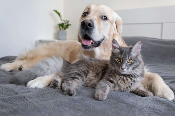 Conseils chien chat poule : nutrition, santé et soins pratiques